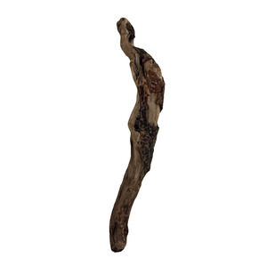 Curved California Coast Driftwood Branch – Sinuous Form 19” Natural Wood